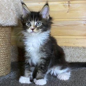 Maine Coon Kitten - Flurry