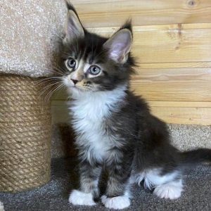 Maine Coon Kitten Flurry 2