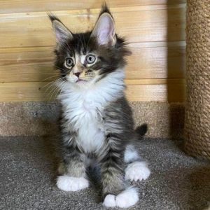 Maine Coon Kitten - Flurry