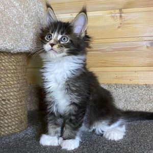 Maine Coon Kitten Flurry 4