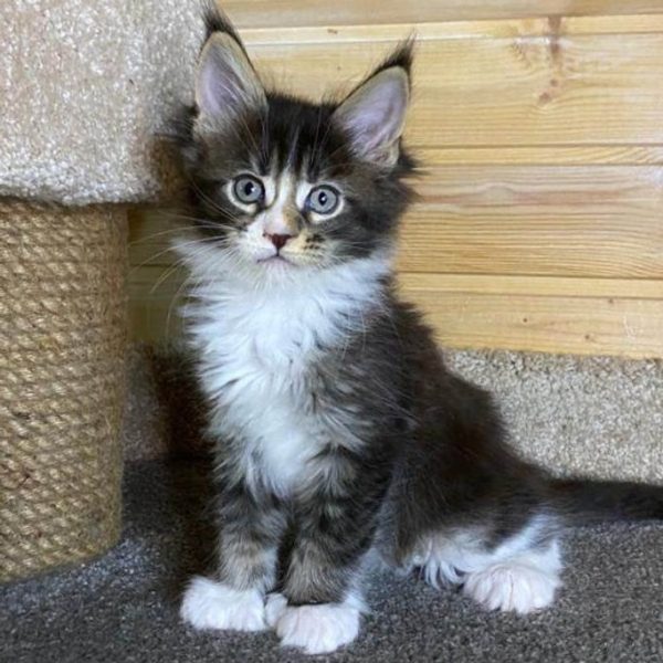 Maine Coon Kitten - Flurry