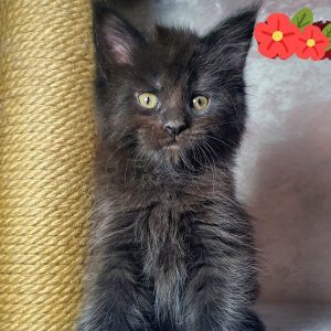 Maine Coon Kitten - Jasmine