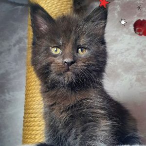 Maine Coon Kitten Jasmine 2