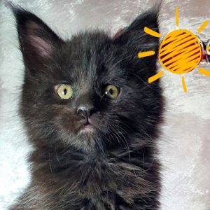 Maine Coon Kitten Jasmine 3