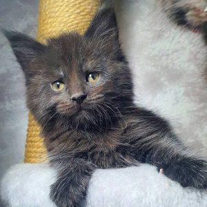 Maine Coon Kitten - Jasmine