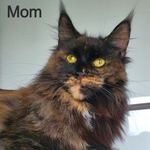 Maine Coon Kitten Jasmine 7