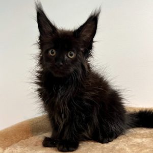 Maine Coon Kitten - Lily