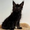 Maine Coon Kitten - Lily