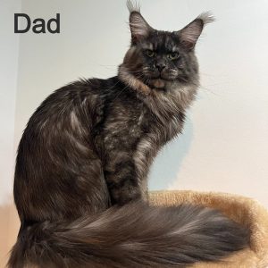 Maine Coon Kitten Lily 4