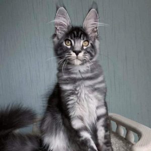 Maine Coon Kitten - Marley