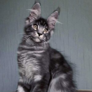 Maine Coon Kitten Marley 3