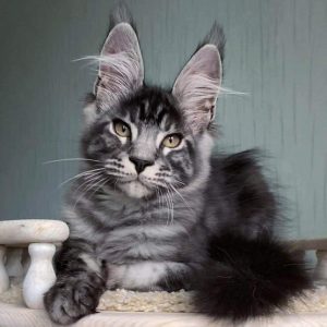 Maine Coon Kitten - Marley