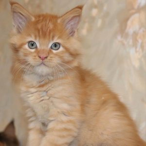 Maine Coon Kitten - Max