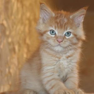 Maine Coon Kitten Max 2