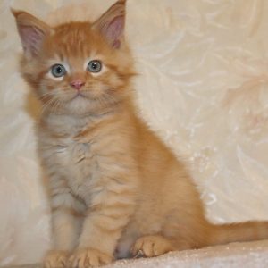 Maine Coon Kitten Max 3