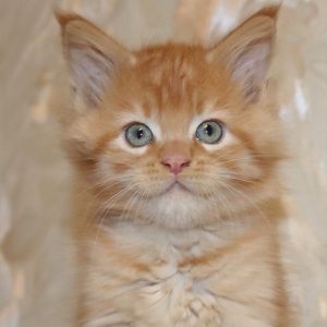 Maine Coon Kitten Max 4