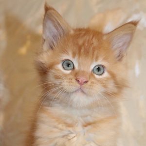 Maine Coon Kitten Max 5