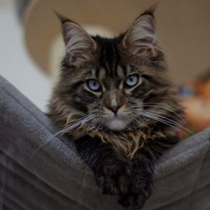 Maine Coon Kitten - Midnight