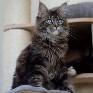 Maine Coon Kitten - Midnight