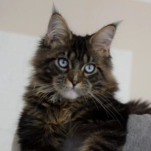 Maine Coon Kitten - Midnight