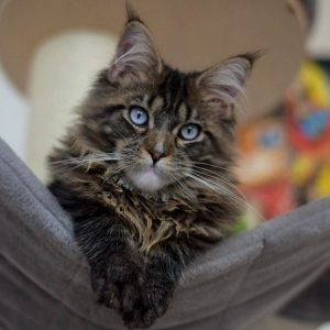 Maine Coon Kitten - Midnight