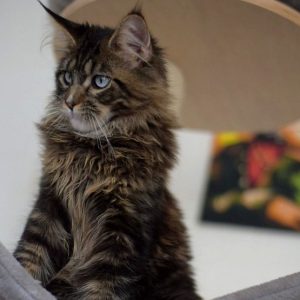 Maine Coon Kitten - Midnight