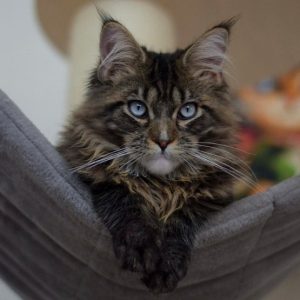 Maine Coon Kitten - Midnight