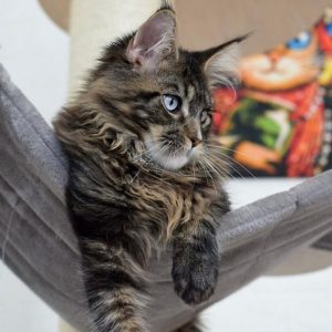 Maine Coon Kitten - Midnight