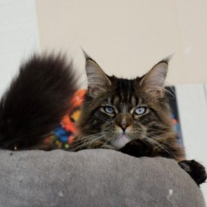 Maine Coon Kitten Midnight 8