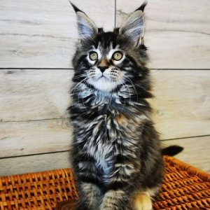 Maine Coon Kitten - Nala