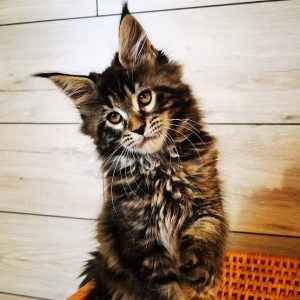 Maine Coon Kitten Nala 2