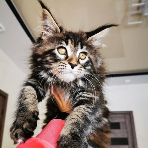 Maine Coon Kitten Nala 3