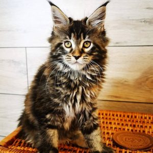 Maine Coon Kitten - Nala