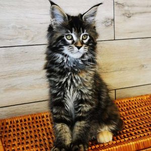 Maine Coon Kitten Nala 4