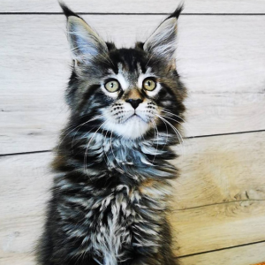 Maine Coon Kitten Nala 5