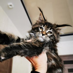 Maine Coon Kitten Nala 6