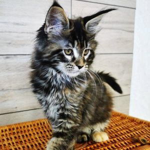 Maine Coon Kitten Nala 7