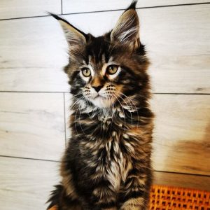 Maine Coon Kitten Nala 8