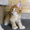 Maine Coon Kitten - Ringo