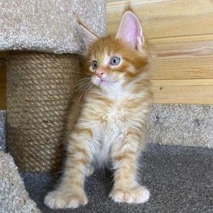 Maine Coon Kitten Ringo 3