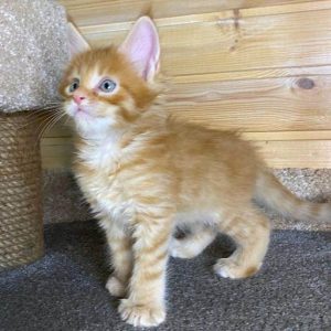 Maine Coon Kitten Ringo 4