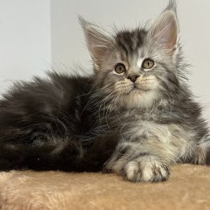 Maine Coon Kitten - Ziggy