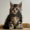 Maine Coon Kitten - Ziggy