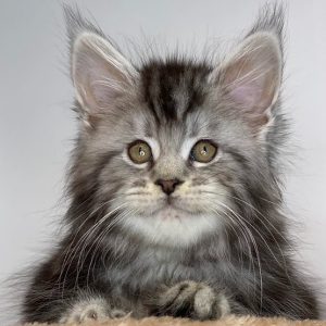 Maine Coon Kitten - Ziggy