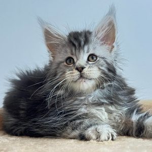 Maine Coon Kitten Ziggy 3