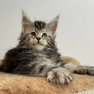 Maine Coon Kitten Ziggy 4