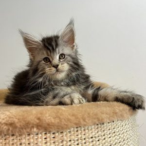 Maine Coon Kitten Ziggy 5