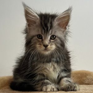 Maine Coon Kitten Ziggy 6