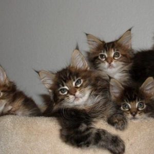 Maine Coon Kittens