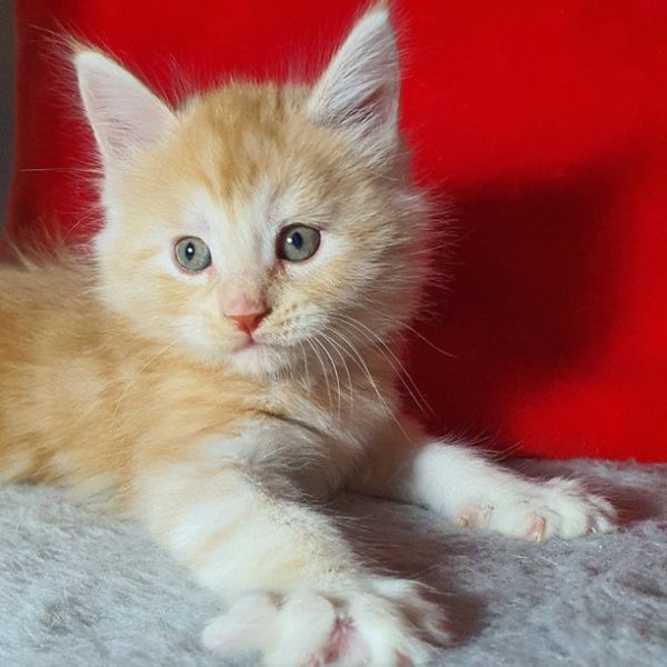 Maine Coon kitten - Arnold